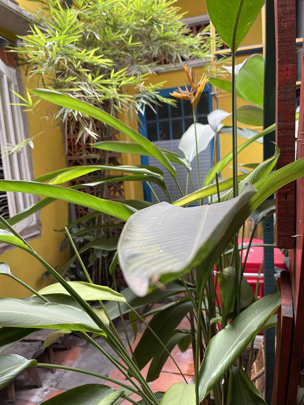 Nhà vườn (4 nở hậu 8,5 x 24,5=125m2) đang kd caphe nhạc Trinh hẻm 8m Lê Quang Định-giá chỉ 116tr/m2